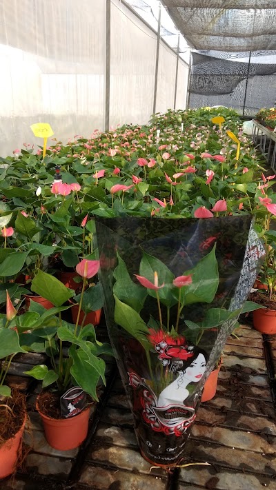 Photos of GrowVision LA srl