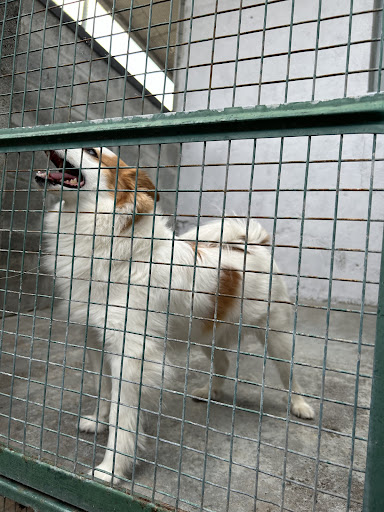 Pensione per Cani e Gatti - Regno Animale - Thumbnail