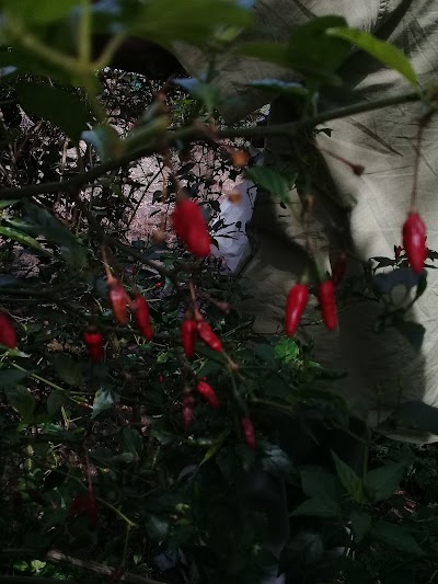 Photos of Finca San Antonio