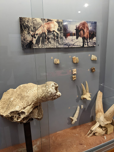 Musée Requien - Thumbnail