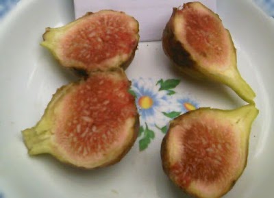 Photos of Jual Bibit Buah Tin & Bibit Mint Jogja