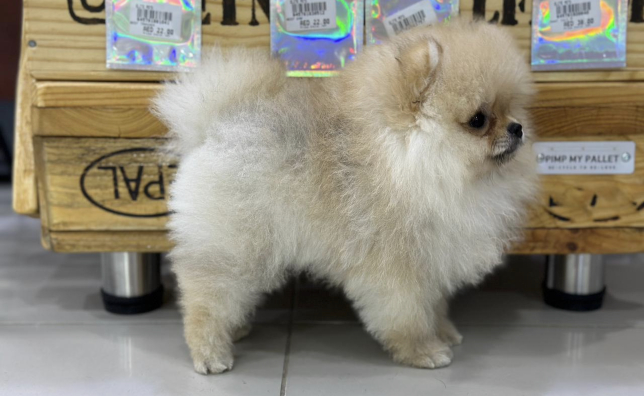 Al Andaleeb fish and birds - صورة 4