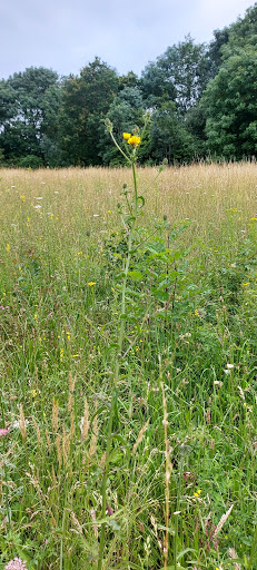 Ditton Quarry - Visual