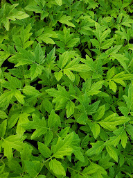 Photo n°2 de Plants B à Neuillé (Pépinière)
