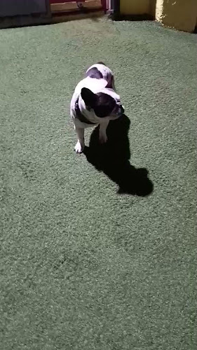 Comentarii opinii despre Frances’ Doggy Den