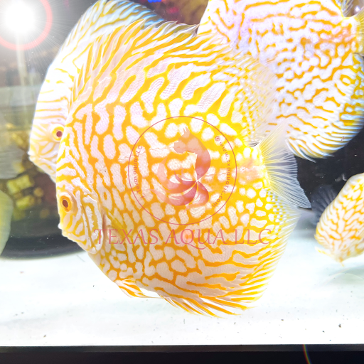Texas Aqua - Visual