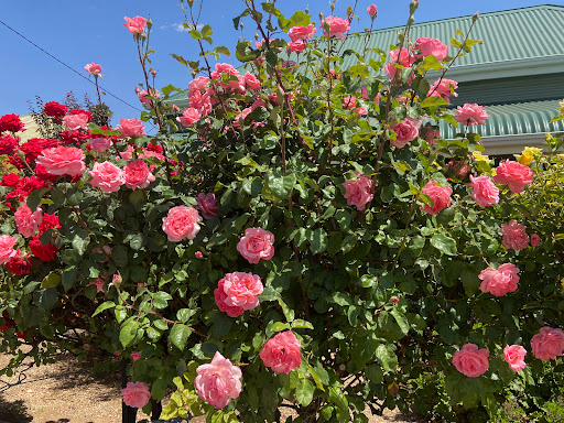 COLOURED ROSE GARDEN