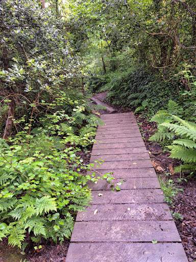 Uppacott Wood - Thumbnail