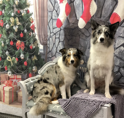 Tanglewood Dog Grooming Spa