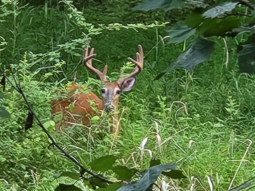 Washingtonian Woods Park - Thumbnail