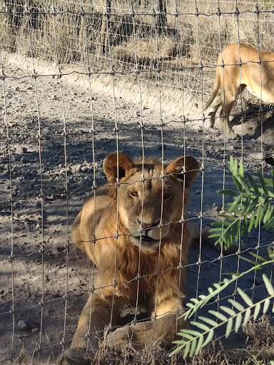 El Santuario del Jaguar - Thumbnail