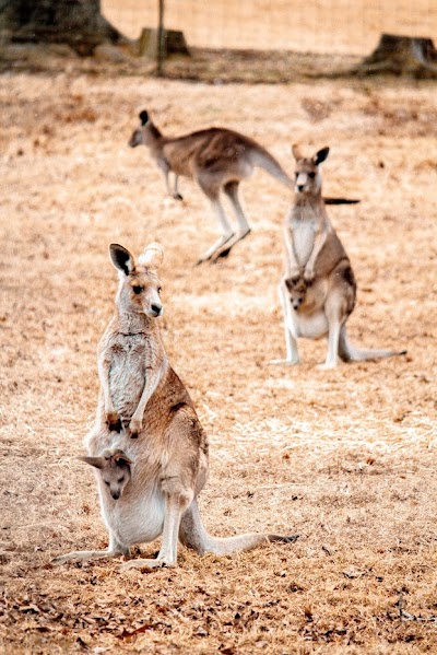 Southland Safari Guided Tours