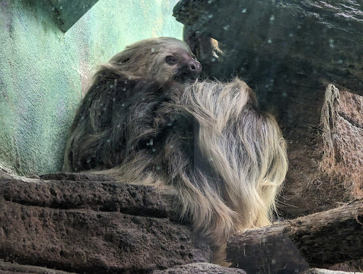 Primate House - Visual