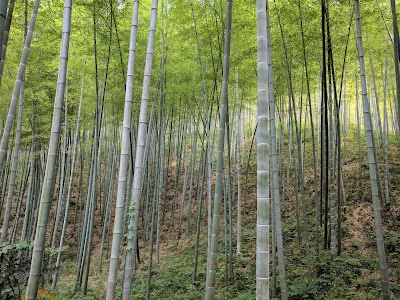 Photos of Bamboo Sea Scenic Spot