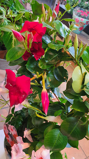 Interflora Södertälje - Thumbnail