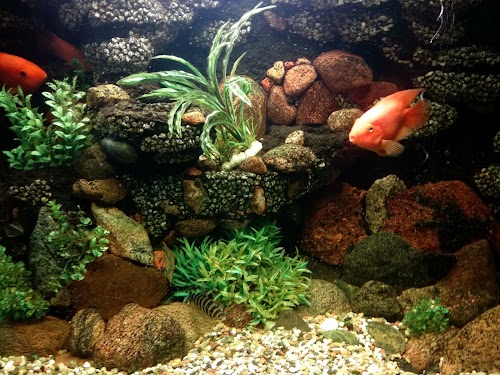 Peronas, restoranas, Riklaiva