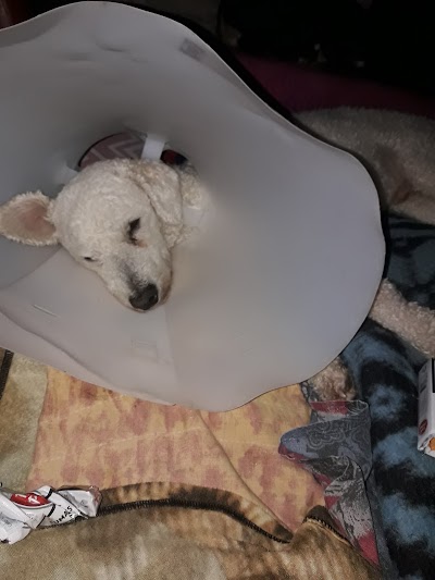 Photos of Medipet Veterinaria
