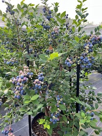 甲山ブルーベリーファーム