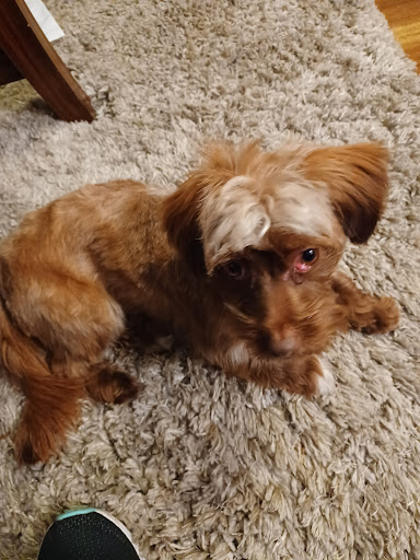 Pup Culture Pet Spaw Gallery - United States
