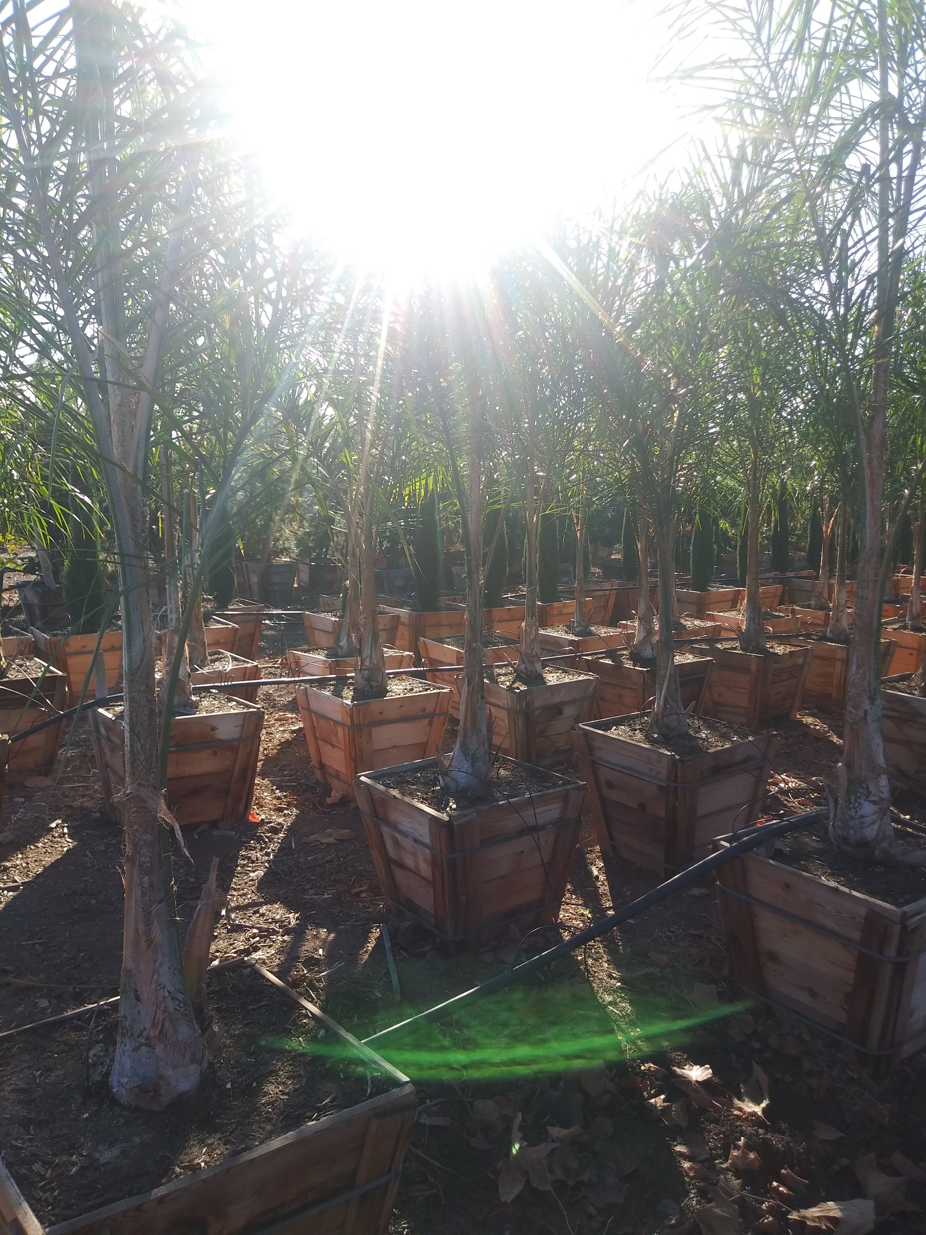 Devil Mountain Wholesale Nursery - Oceanside