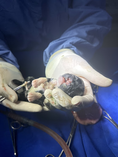 Pets care veterinaria