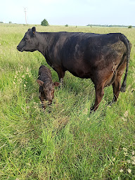 Photo n°2 de L'Angus des Prés à Vouillers (Marché fermier)