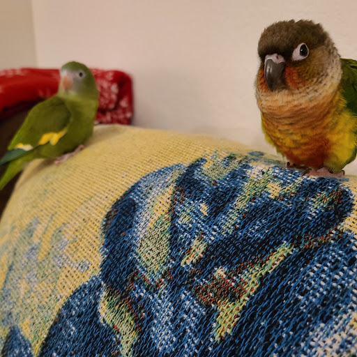 JC Aviary - Visual