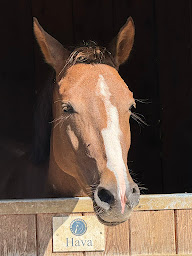 Photo n°22 de Centre équestre Ryan’s Farm - Western & Classique à Ury (Centre équestre)