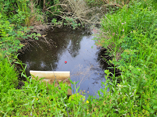 White Lake Conservation Area Bird and Nature Trail - Thumbnail