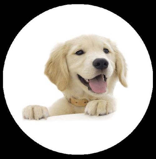 Clínica Veterinaria Tapachula