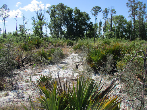 Scrub Trail - Visual