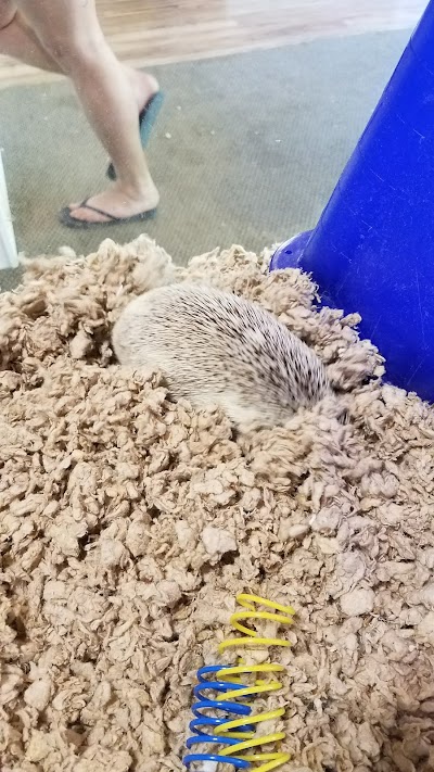 Granite State Hedgehogs