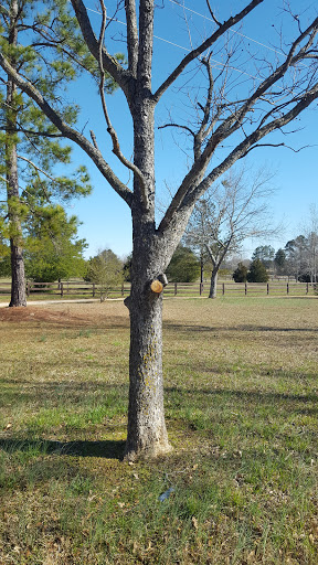 Andrew's Tree Service Gallery - United States