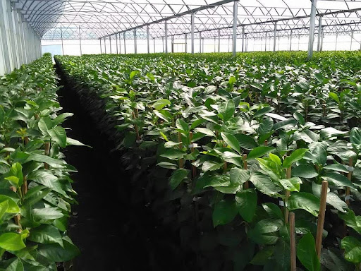 Vivero Santa María - Foto 1