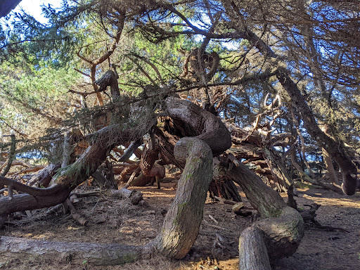 Jug Handle Beach - Thumbnail