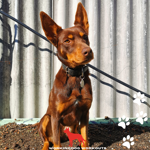 Workingdog Workouts - Thumbnail