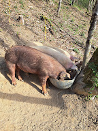 La ferme de Pouticayre élevage porc plein air Couserans Ariège à Orgibet
