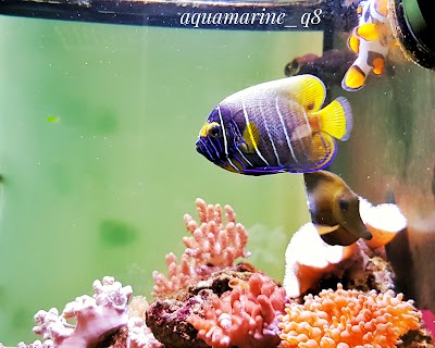 Photos of Aquamarine Trading Company
