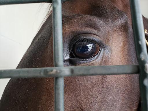 Ocala Equine Hospital - Thumbnail
