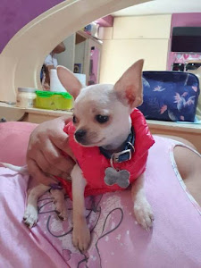 Pet Shop Chihuahuas Wendy 1