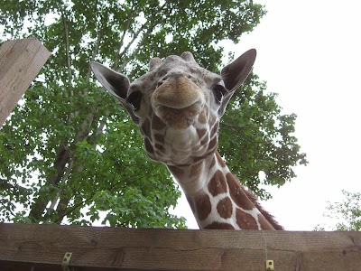 Photos of Living Treasures Animal Park