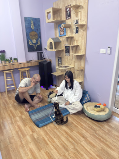 Cat Café Rescued cats