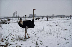 Photo n°21 de Ferme de l'Autruche Drômoise à Livron-sur-Drôme (Lodge)