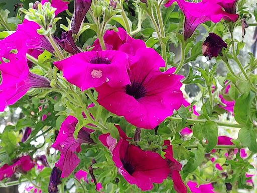 Pontypridd sunken garden - Thumbnail