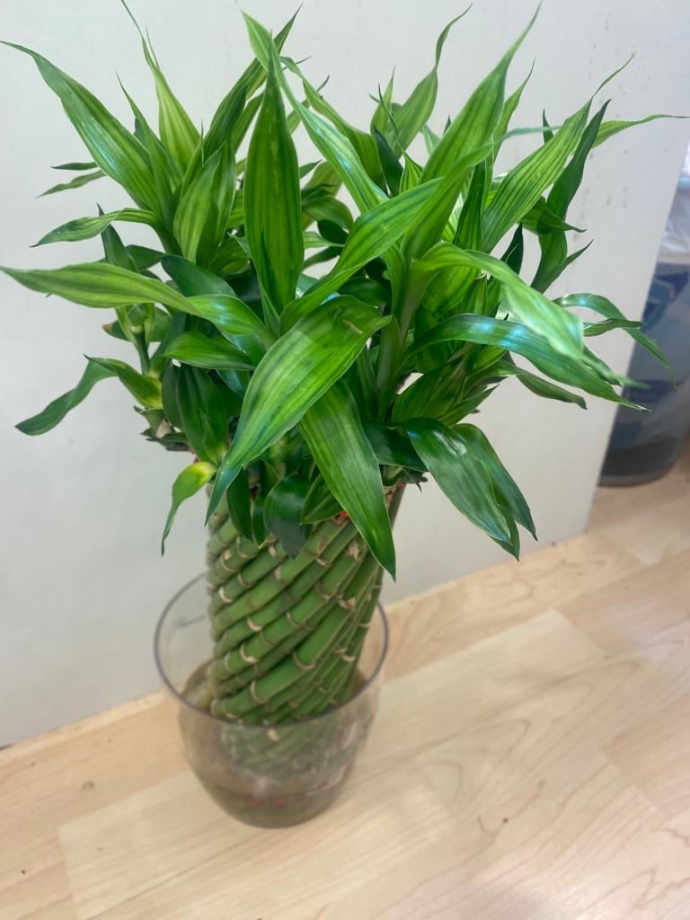 ميرا مارت - صورة 5