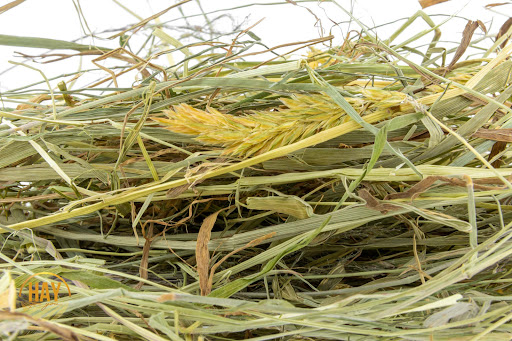Hay to You - Thumbnail
