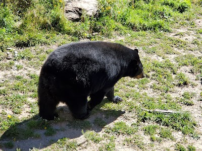 North American Bear Center