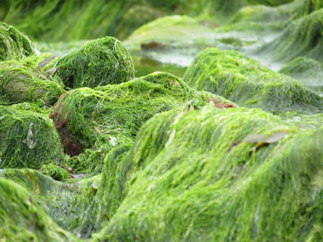 Botany Bay