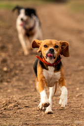 Photo n°19 de Purement Canin à Aunay-sous-Crécy (Dresseur pour chiens)