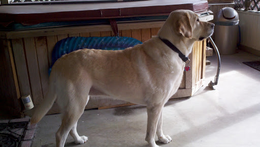 Pet Health Center Lynn Haven - Thumbnail